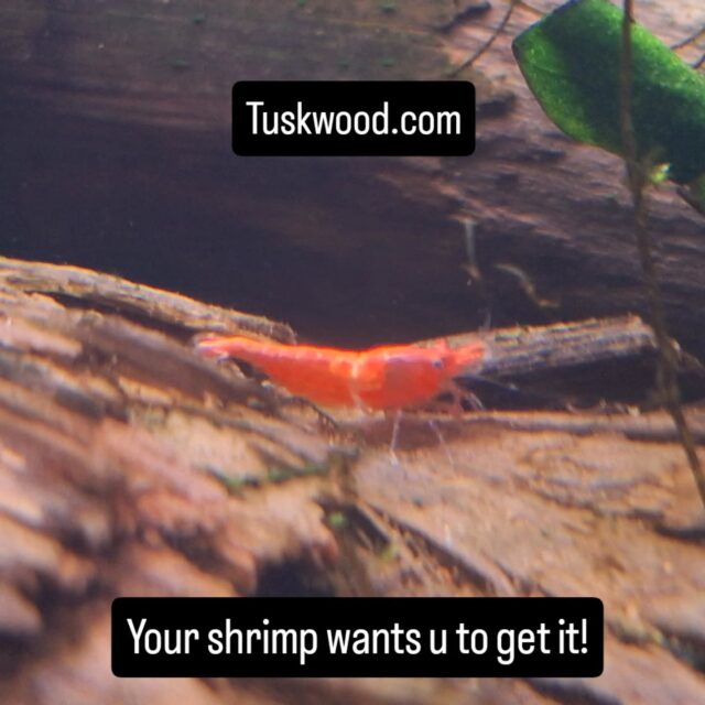 What wood is best for shrimp?Tuskwood is best for shrimp.